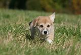 CORGI PEMBROKE 1067